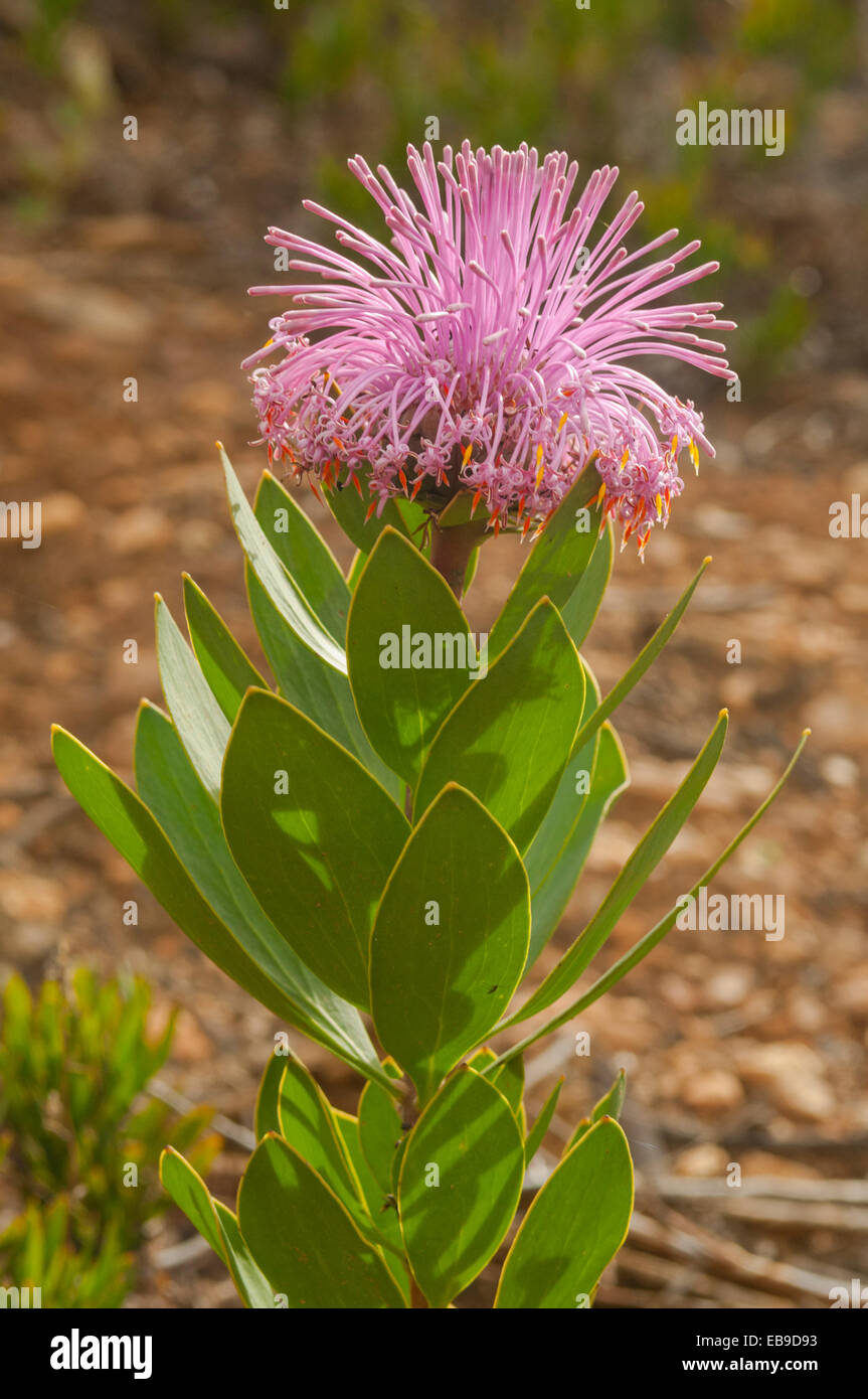 Isopogon Latifolius, prächtige Sonnenhut in Stirling Range NP, WA, Australien Stockfoto