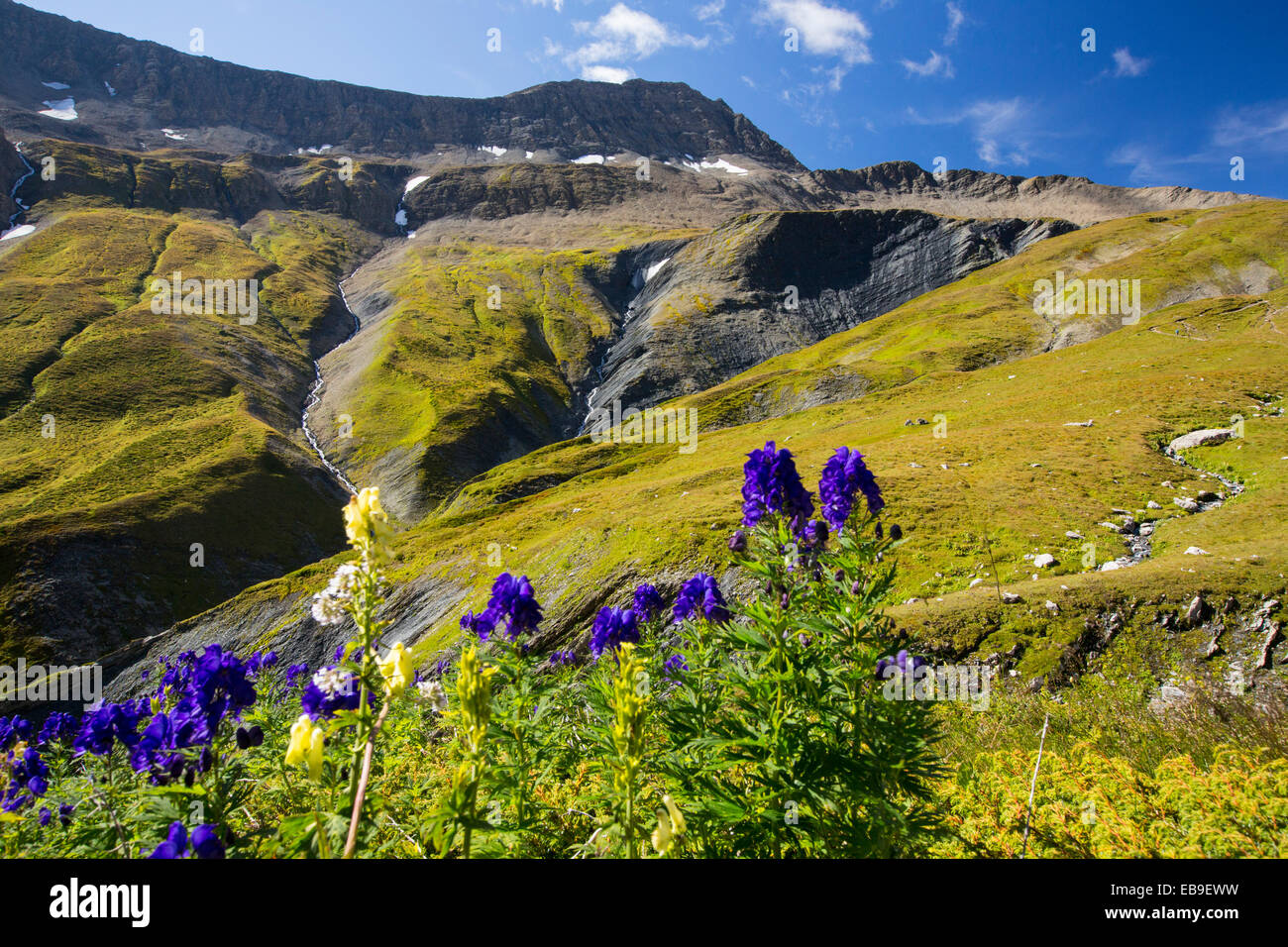Mönche Hood eine giftige Blume im Vallon De La Lex Blanche in Italien unter Mont Blanc. Stockfoto