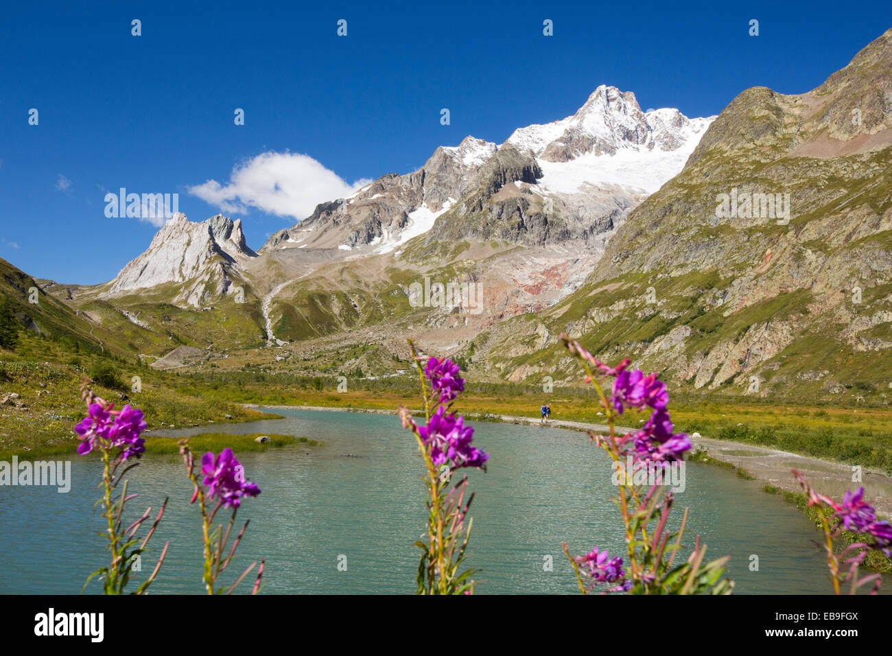 Ein Schmelzwasser See durch den Glacier de Miage unten Mont Blanc, Italien, mit Wanderer die Tour du Mont Blanc, mit Rose Bay Weidenröschen Blüte zu tun. Stockfoto