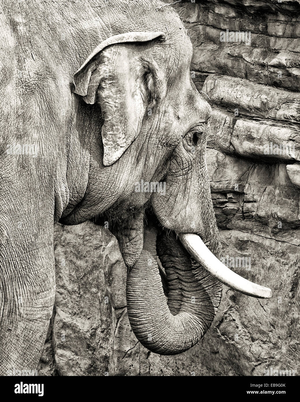 Weibliche asiatische Elefant mit Rüssel in Mund, Fütterung auf Salz von einer Klippe.  Kopf mit Stoßzähnen, HDR, schwarz und weiß Stockfoto
