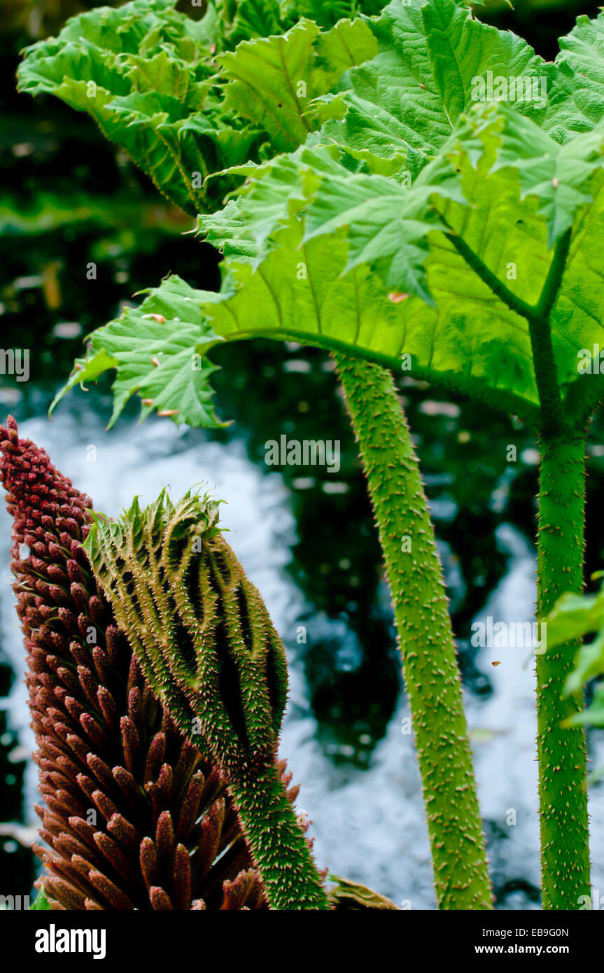 Detail der südamerikanischen Gunnera Manicata oder Riesen Rhabarber mit Blatt und Stiel Stacheln, Blatt Knospe und Blume neben einem Teich Stockfoto