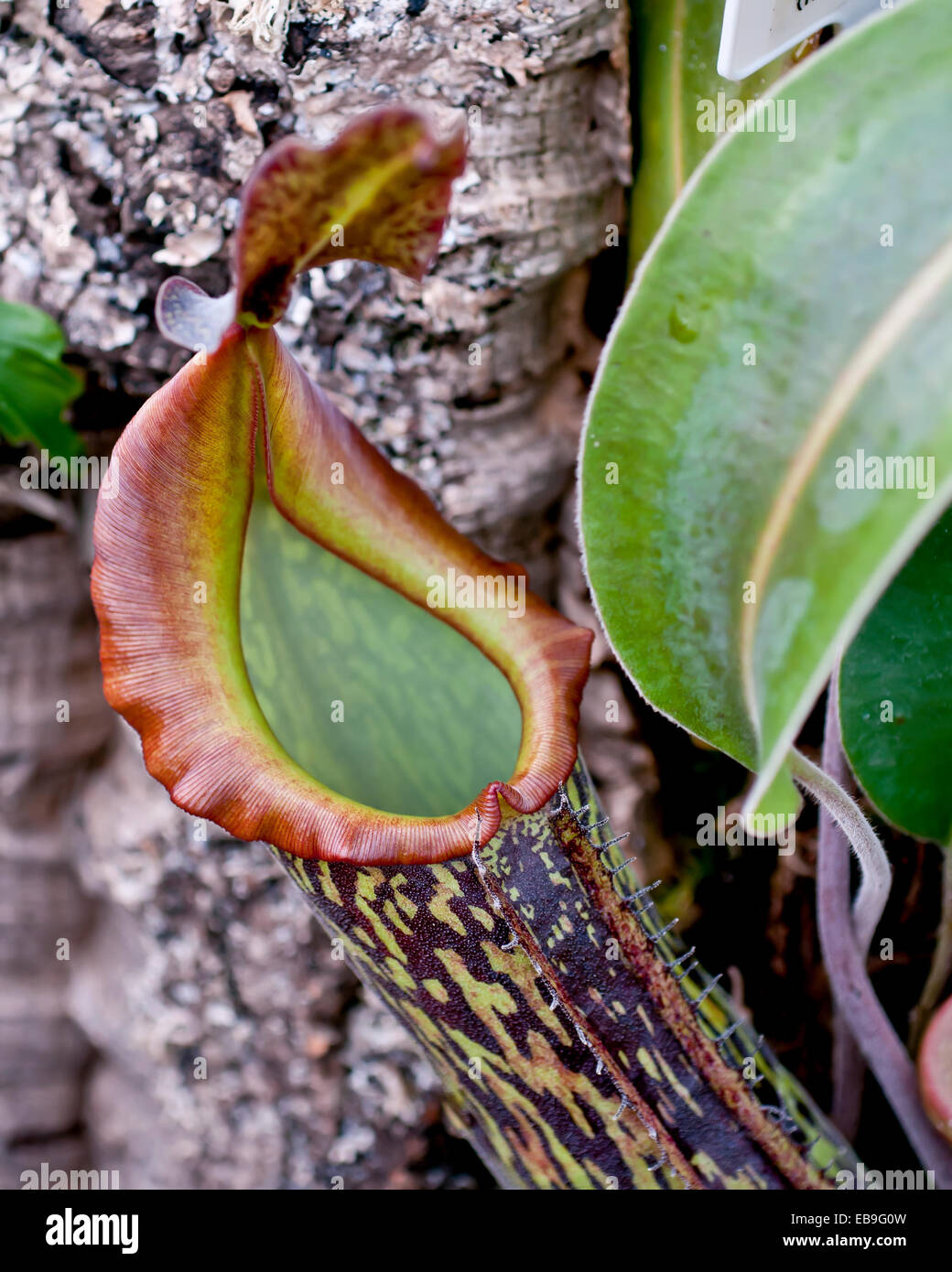 Nepenthes Rajah, der riesige Fleischfressende Kannenpflanze von Mt. Kinabalu, Sabah.  Detail von der Mündung des Kruges. Stockfoto
