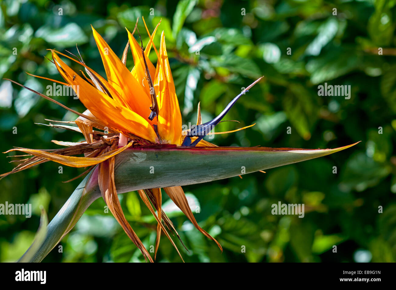 Einzelne Paradiesvogel Blume, Strelitzia Reginae, vor dem Hintergrund einer dunkelgrünen Blättern, in einem spanischen Garten. Stockfoto