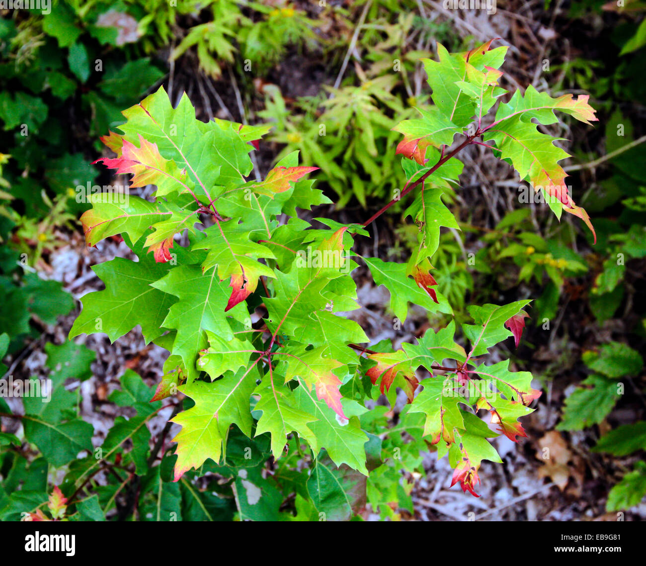 Eiche Baum Bäumchen Farbe Farbe von Grün zu Laub fallen. New York Adirondack State Park Adirondacks-Bergen USA. Stockfoto