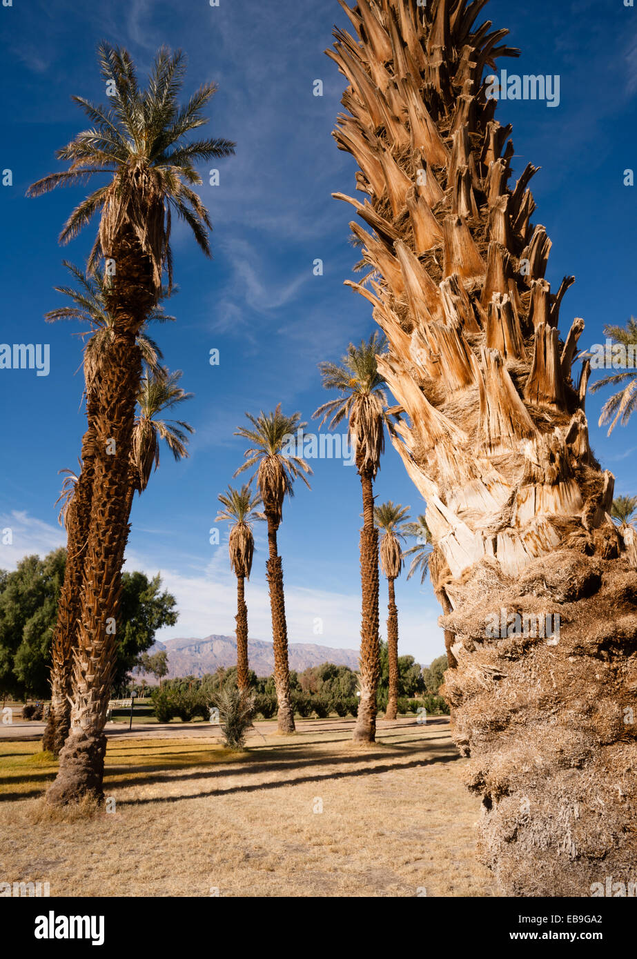 Allenjoy Fotohintergrund ‚Sommerstrand‘ – 2,1 X 1,5 M, Vinyl – Mit Palmen, Surfbrett & Blauem Himmel Für Kinderfotos, Geburtstag & Party