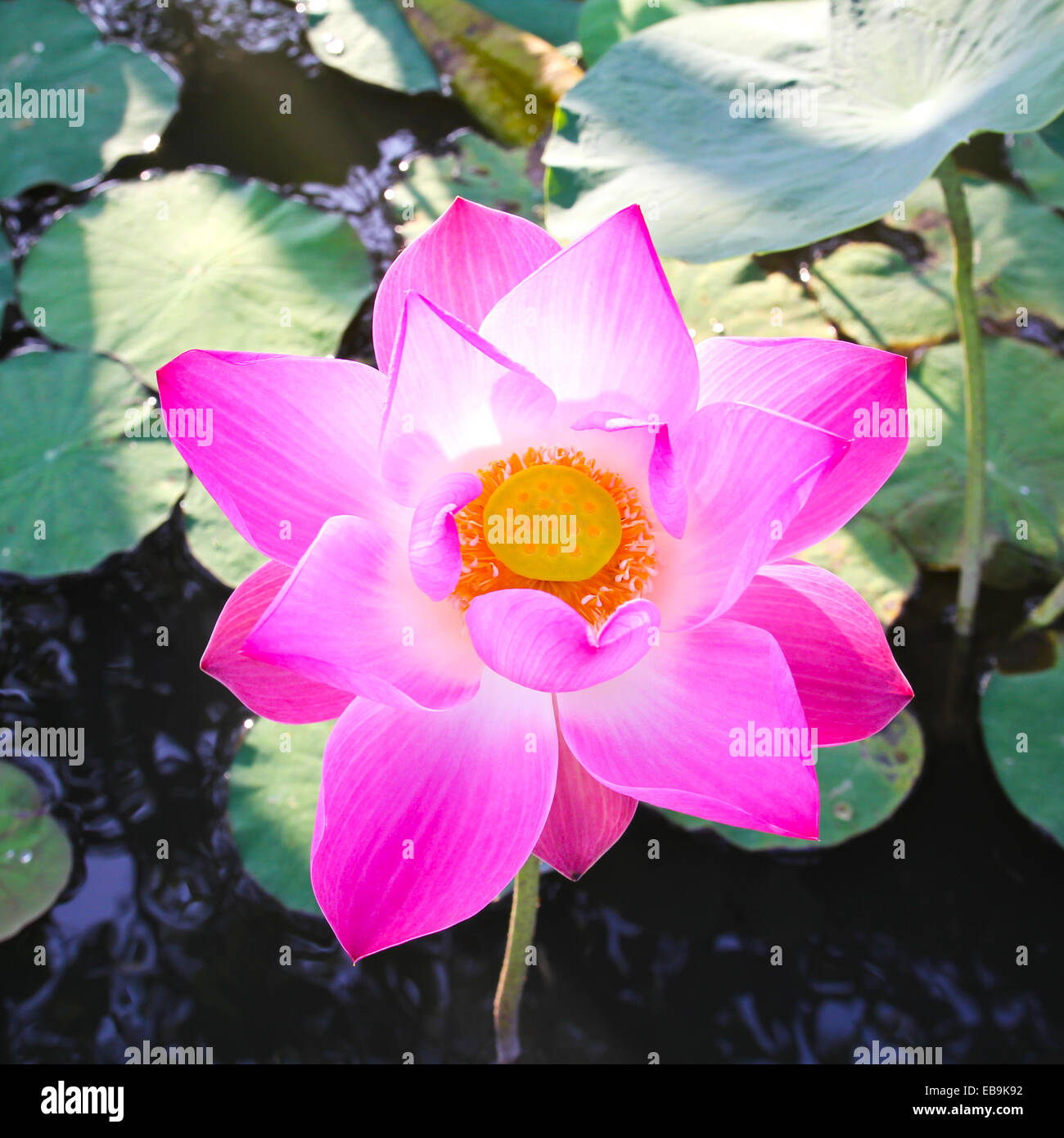 Rosa Lotusblume. Stockfoto