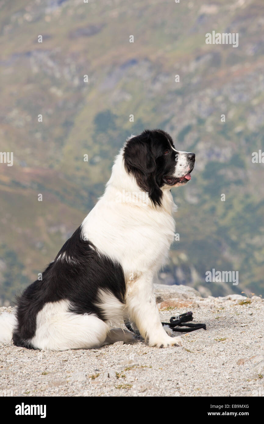 A St Bernard Dog He Stockfotos und -bilder Kaufen - Alamy