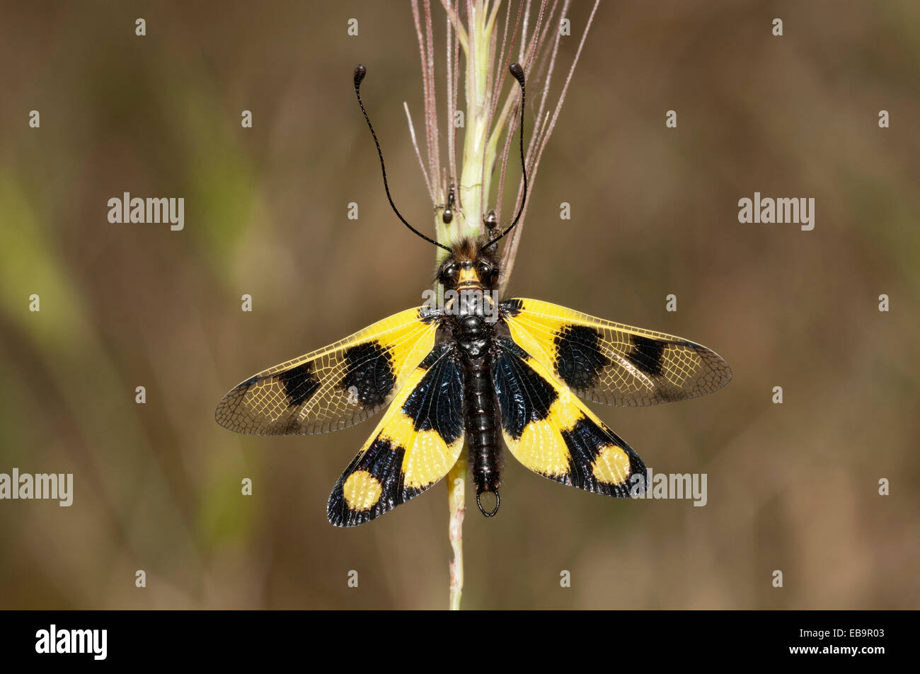 Tägliche Owlfly (Libelloides Macaronius), öffnen Sie Flügelposition, Palaiokastro, Sérres, Mazedonien, Griechenland Stockfoto