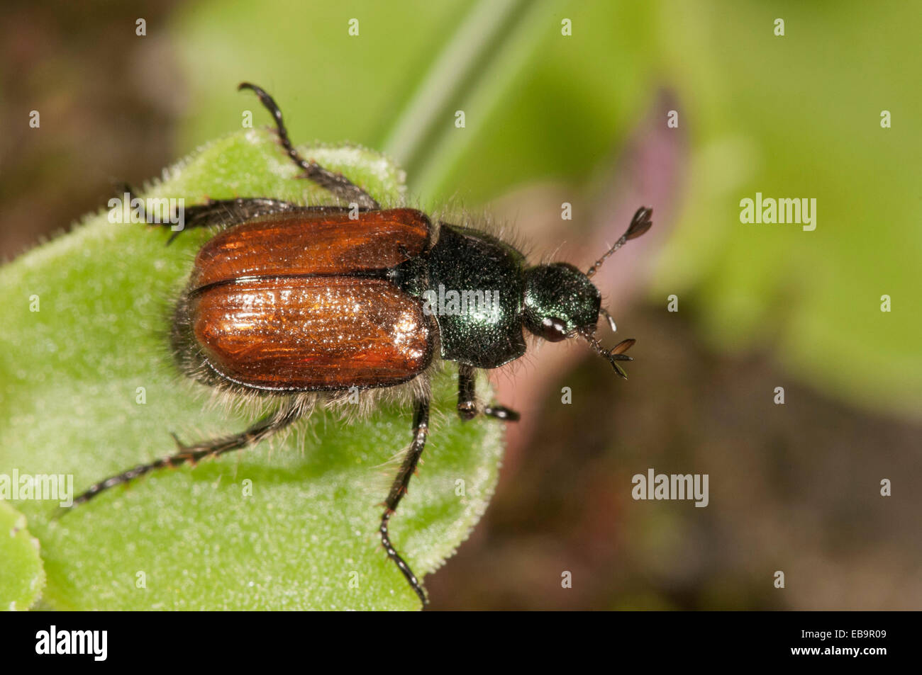 Garten Laub Käfer oder gemeinsame Maikäfer (Phyllopertha Horticola), Untergröningen, Abtsgmuend, Baden-Württemberg, Deutschland Stockfoto