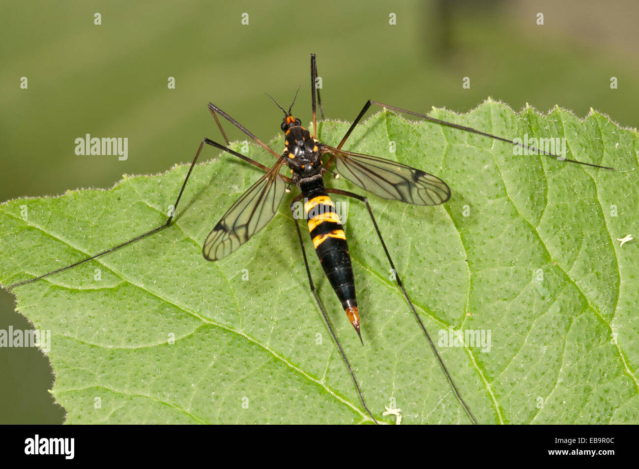 Kranichfliege -Fotos und -Bildmaterial in hoher Auflösung – Alamy