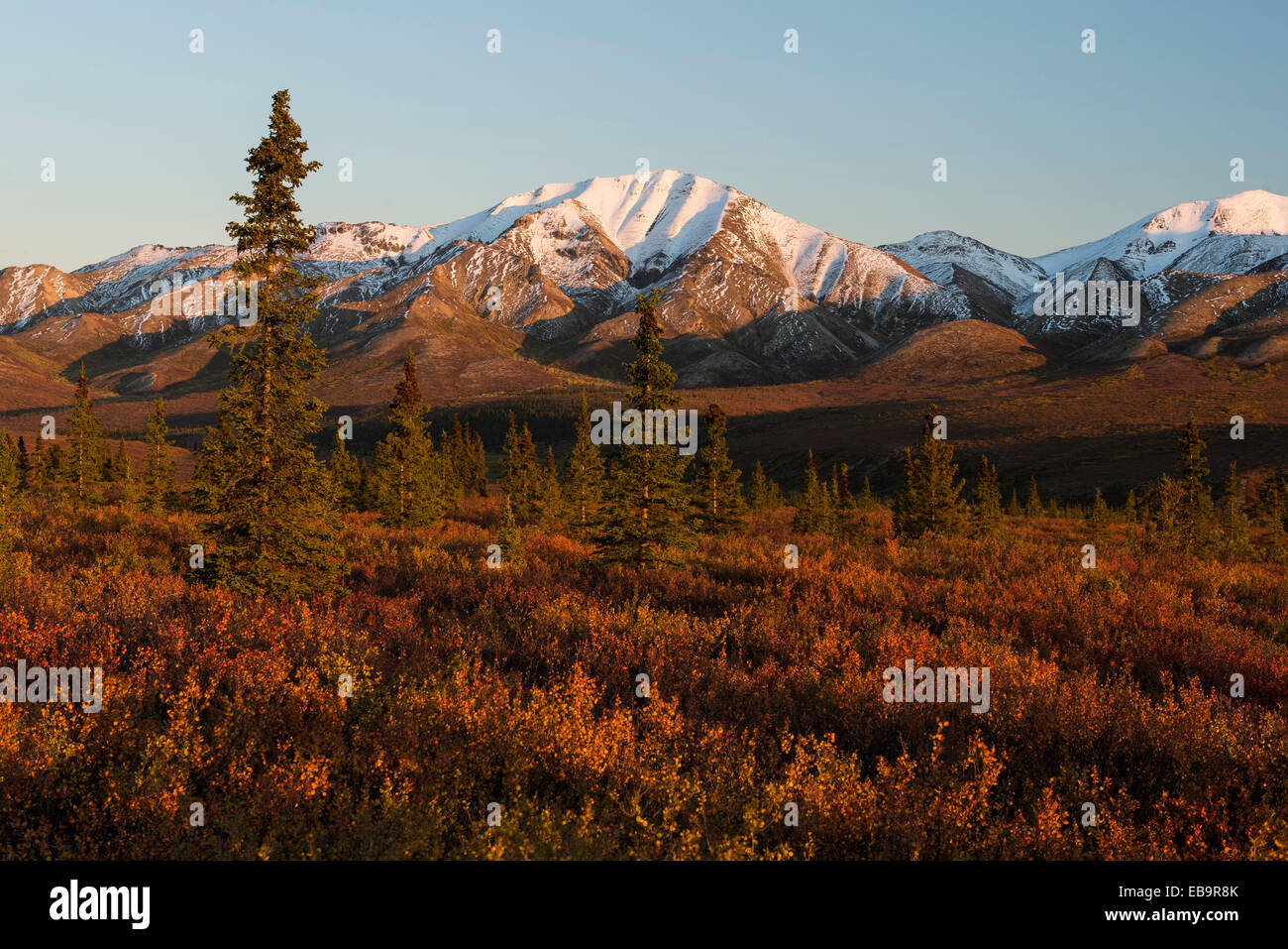 Herbstliche Tundra, Denali National Park, Alaska, Vereinigte Staaten von Amerika Stockfoto