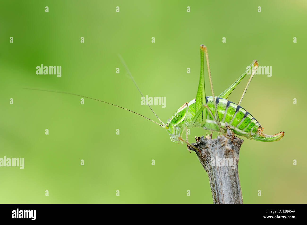 Grashuepfer, Long – gehörnte Grasshopper (Tettigonidae spec.), weibliche, Zentralmakedonien, Griechenland Stockfoto