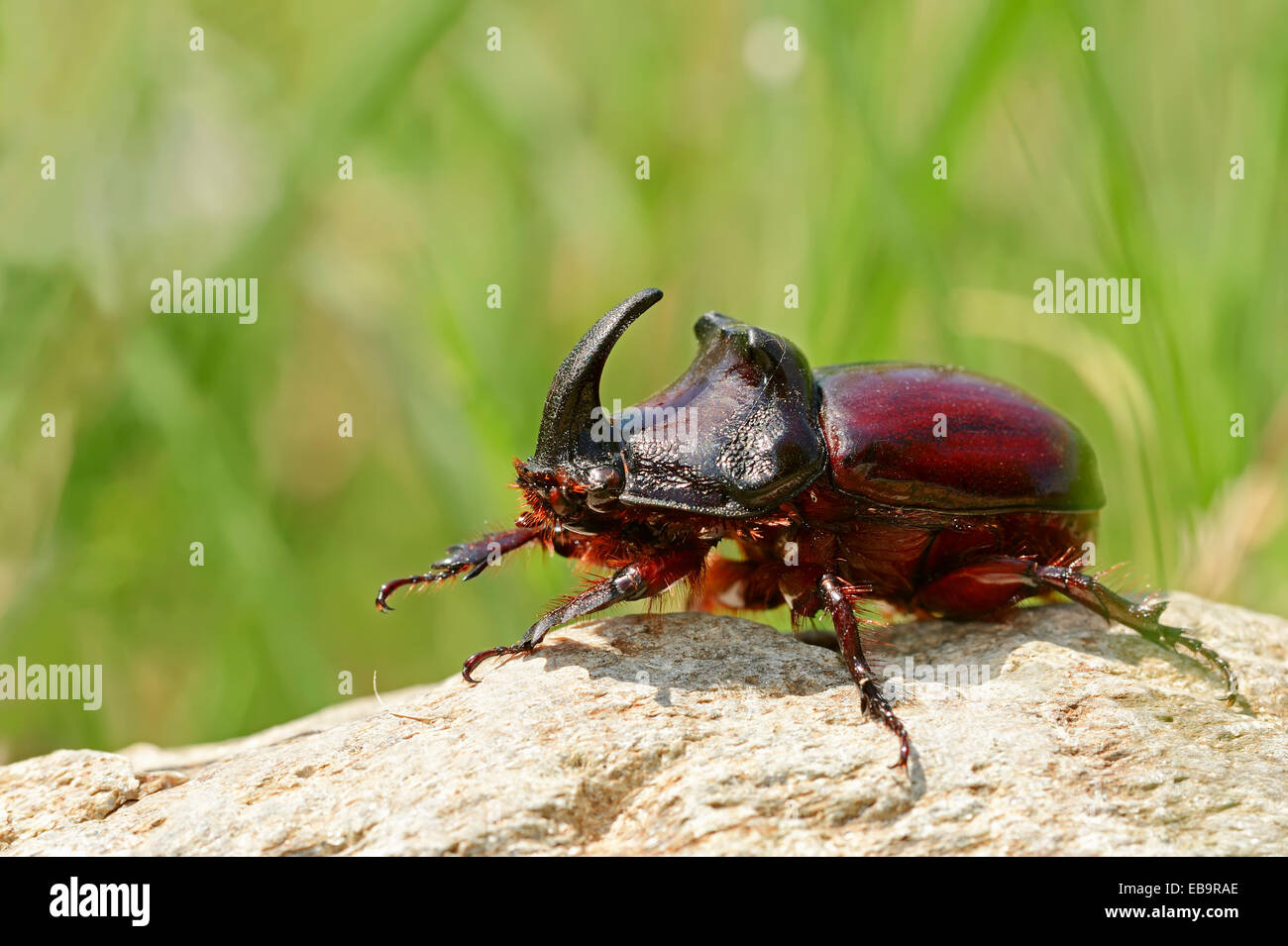 Europäische Nashornkäfer (Oryctes Nasicornis), Männlich, Zentralmakedonien, Griechenland Stockfoto