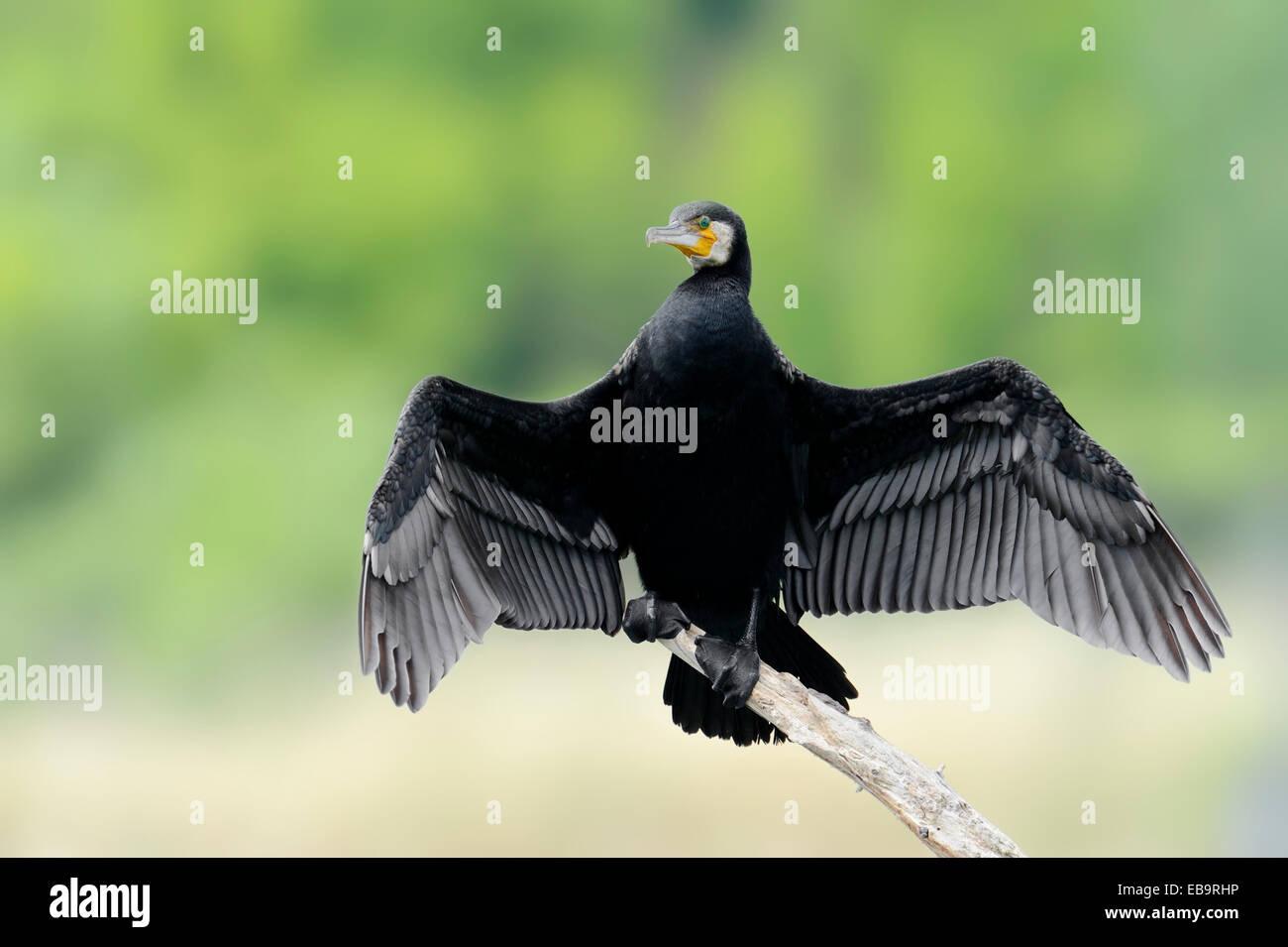 Kormoran (Phalacrocorax Carbo) mit ausgebreiteten Flügeln Zentralmakedonien, Griechenland Stockfoto