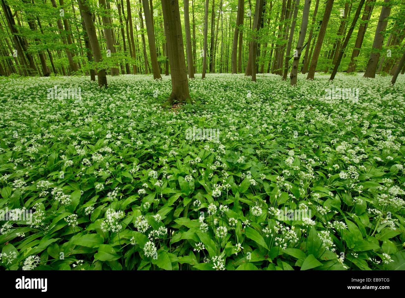 Buche (Fagus Sylvatica) Wald mit blühenden Bärlauch oder wilder Knoblauch (Allium Ursinum), Nationalpark Hainich, Thüringen, Deutschland Stockfoto