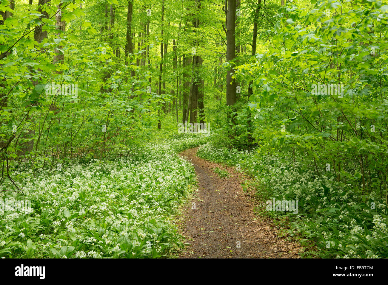 Pfad im Frühjahr mit blühenden Bärlauch oder wilden Wald, Knoblauch (Allium Ursinum), Nationalpark Hainich, Thüringen, Deutschland Stockfoto
