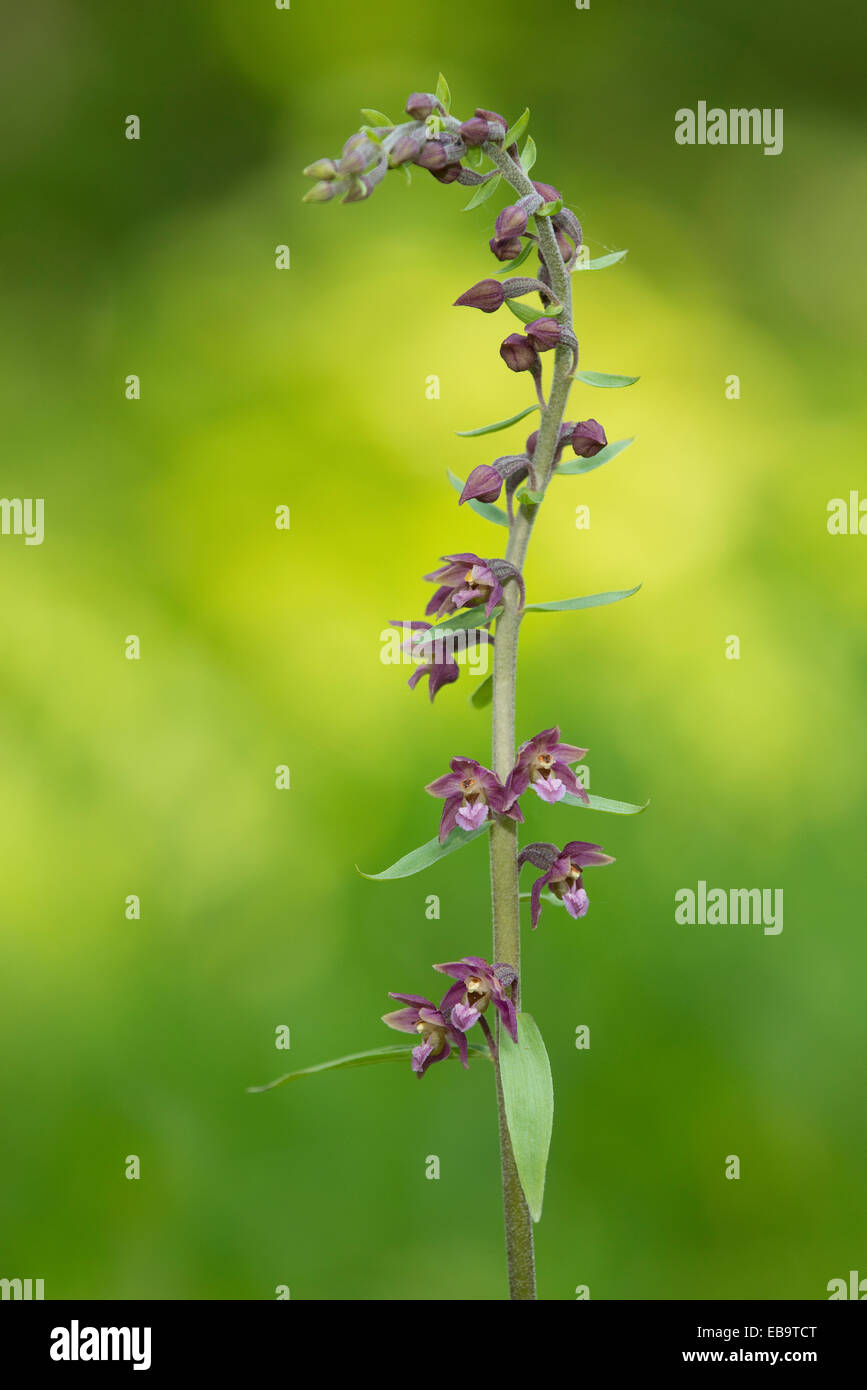 Dunkel rot Helleborine oder Royal Helleborine (Epipactis Atrorubens), blühend, Jena, Thüringen, Deutschland Stockfoto