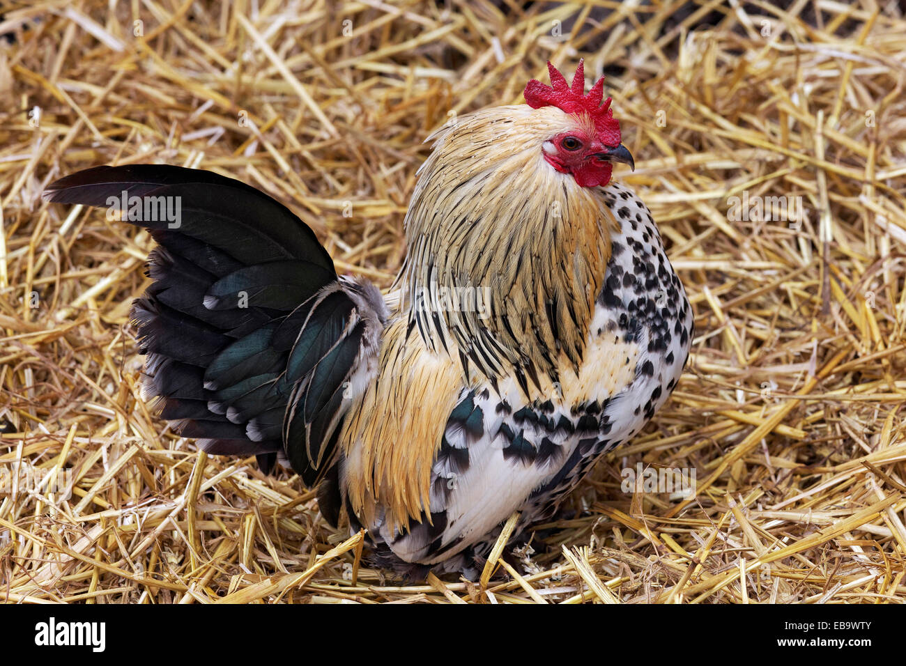 Zitrone Millefleur, Sablepoot Zwerg-Huhn (Gallus Gallus Domesticus), Hahn, seltene Rasse, Knittkuhl, Düsseldorf, Rheinland Stockfoto