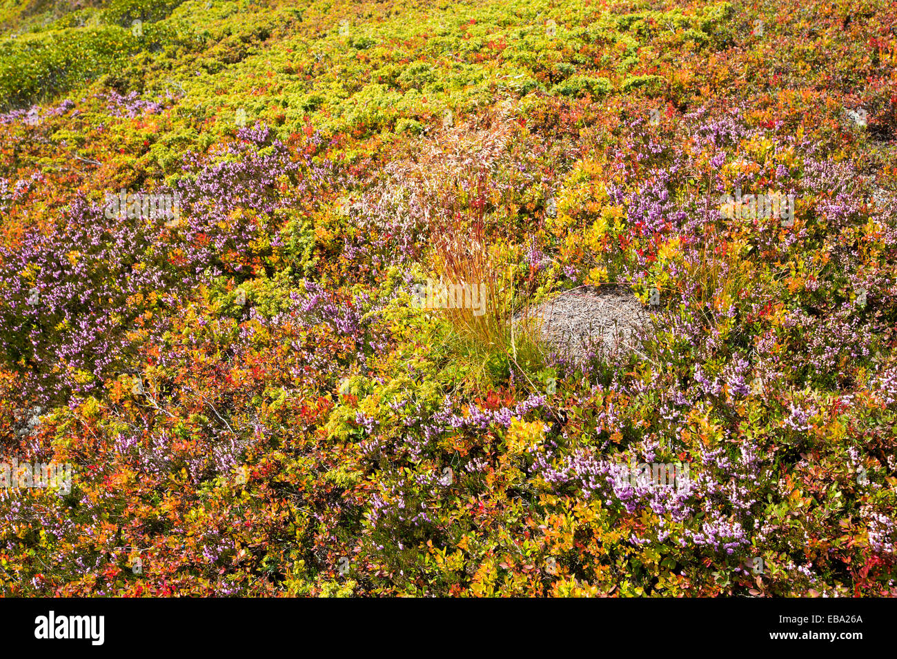 Heidelbeere Pflanzen im Spätsommer rot einschalten Aiguillette des Posettes oben Argentiere, Frankreich, Schachteln mit einem hölzernen Ameisen. Stockfoto