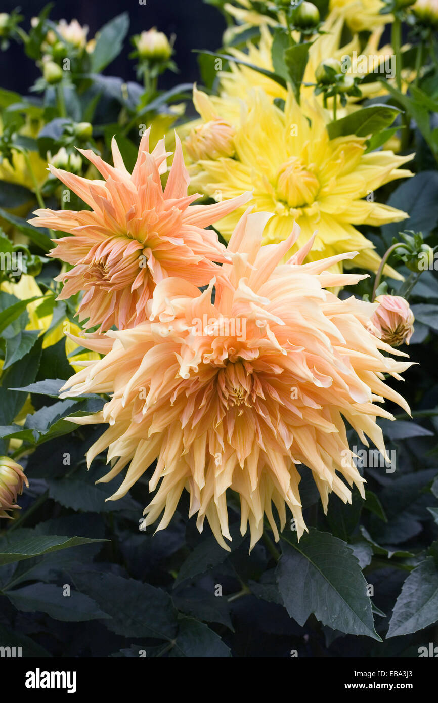 Dahlie 'Yellow Sunburst' wächst in einem krautigen Grenze. Stockfoto