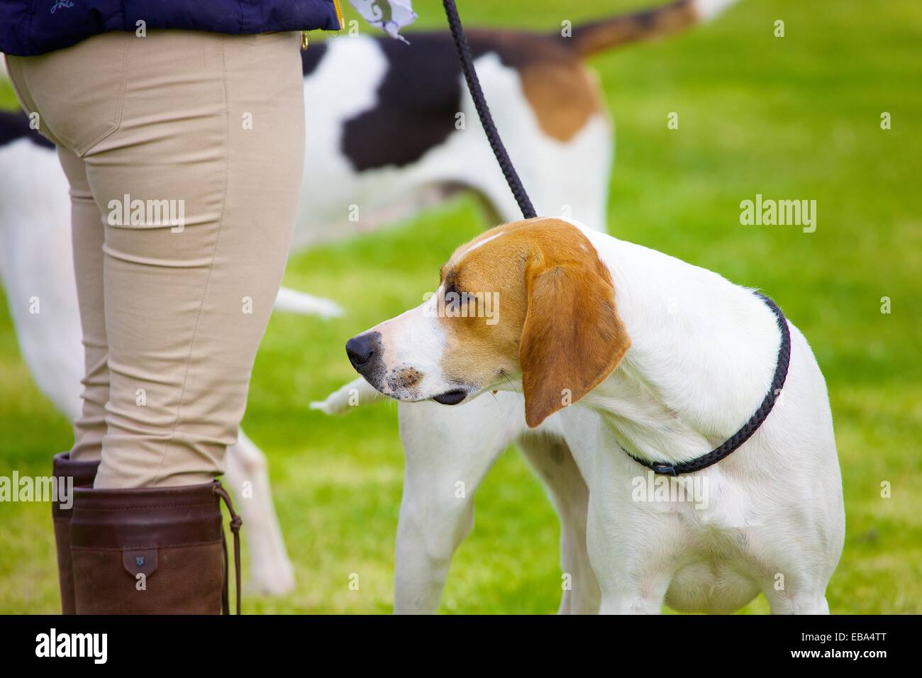 Foxhound Hund. Threlkeld Show, Threlkeld Keswick Seenplatte Cumbria England UK Stockfoto