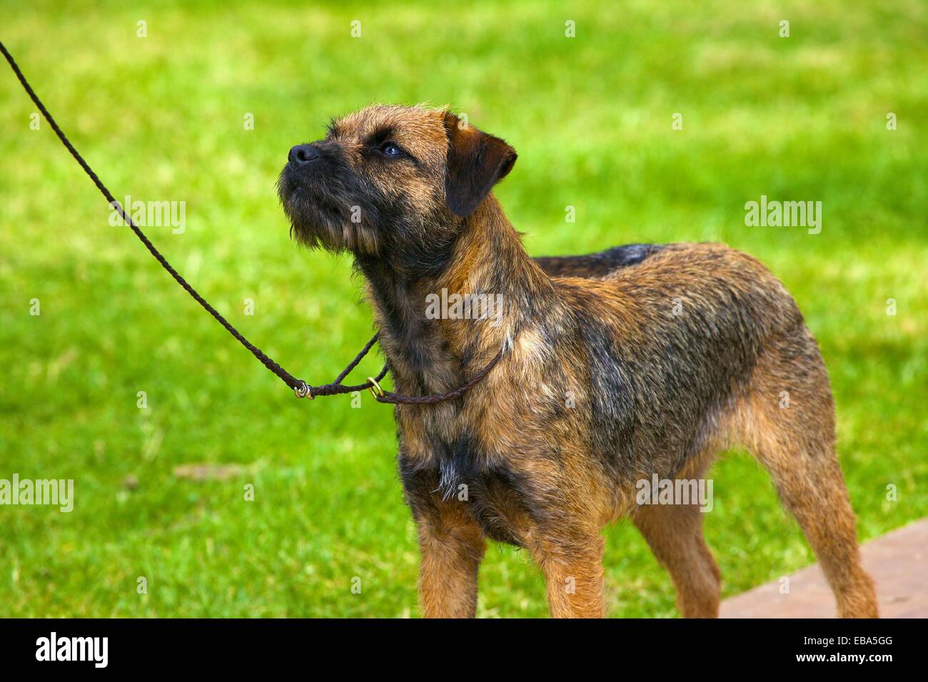Border Terrier. Threlkeld Show, Threlkeld Keswick Seenplatte Cumbria England UK Stockfoto
