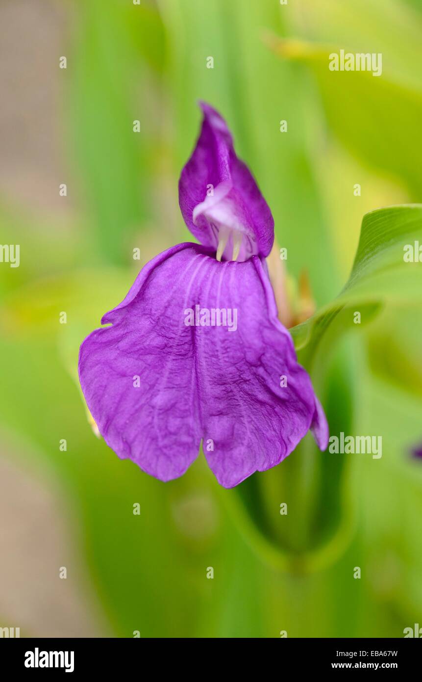 Roscoea purpurea Stockfoto