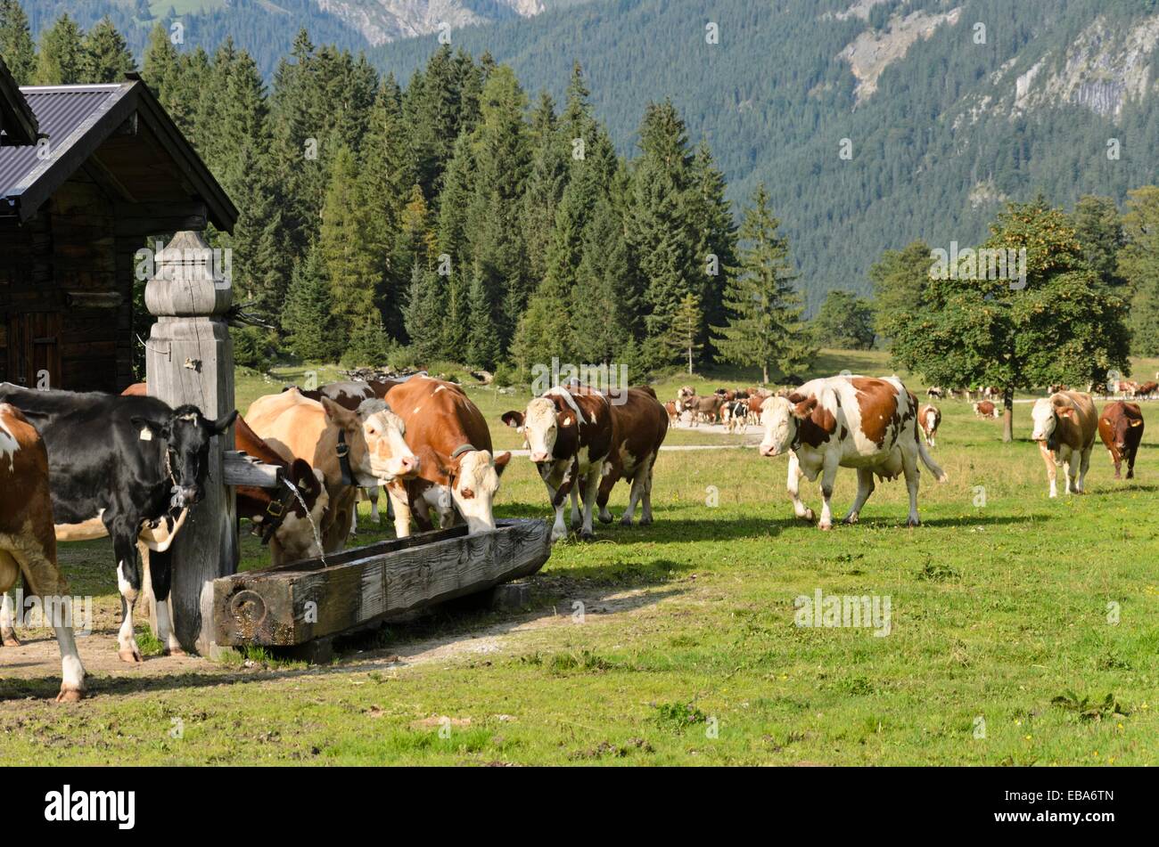 Kühe zu Fuß zu Ihren Ställen, enger Tal, Alpenpark Karwendel, Österreich Stockfoto