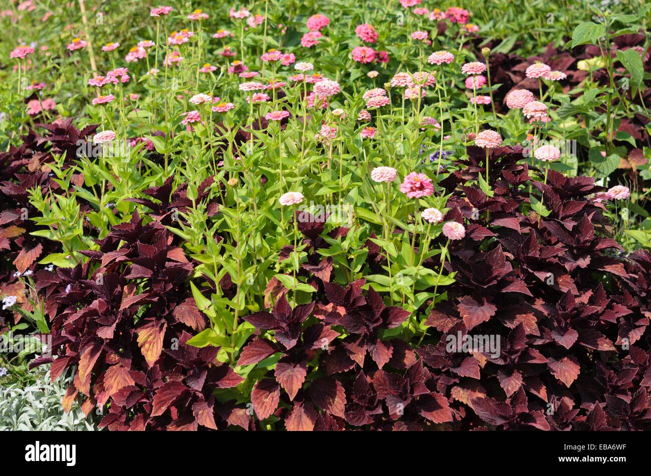 Gemeinsame Zinnia (Zinnia violacea 'Oklahoma rosa "syn. Zinnia elegans' Oklahoma rosa') und coleus (solenostemon scutellarioides Syn. coleus Blumei) Stockfoto