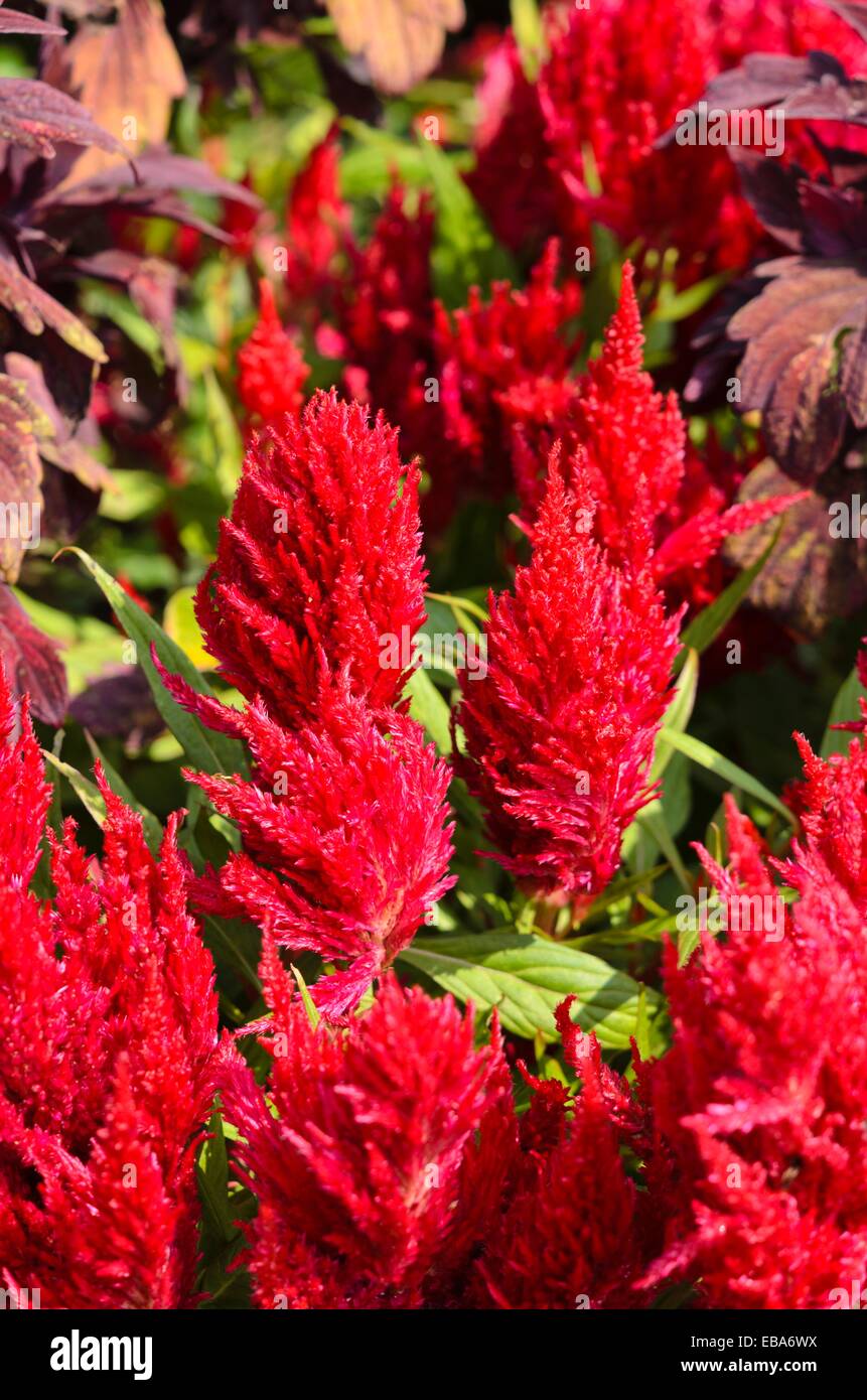 Hahnenkamm (Celosia Argentea var. Plumosa 'Frischen Look rot') Stockfoto