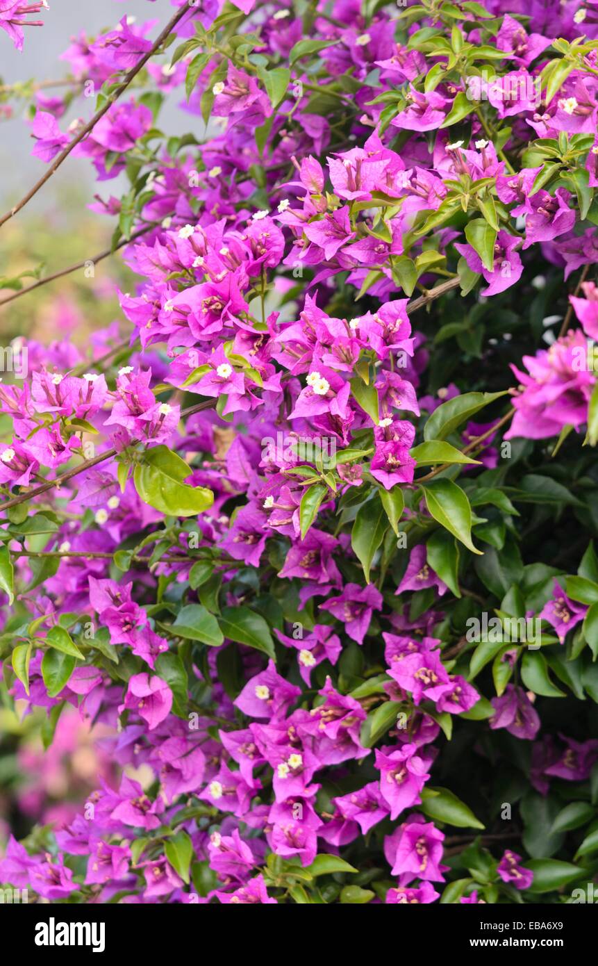 Papier Blume (Bougainvillea glabra) Stockfoto