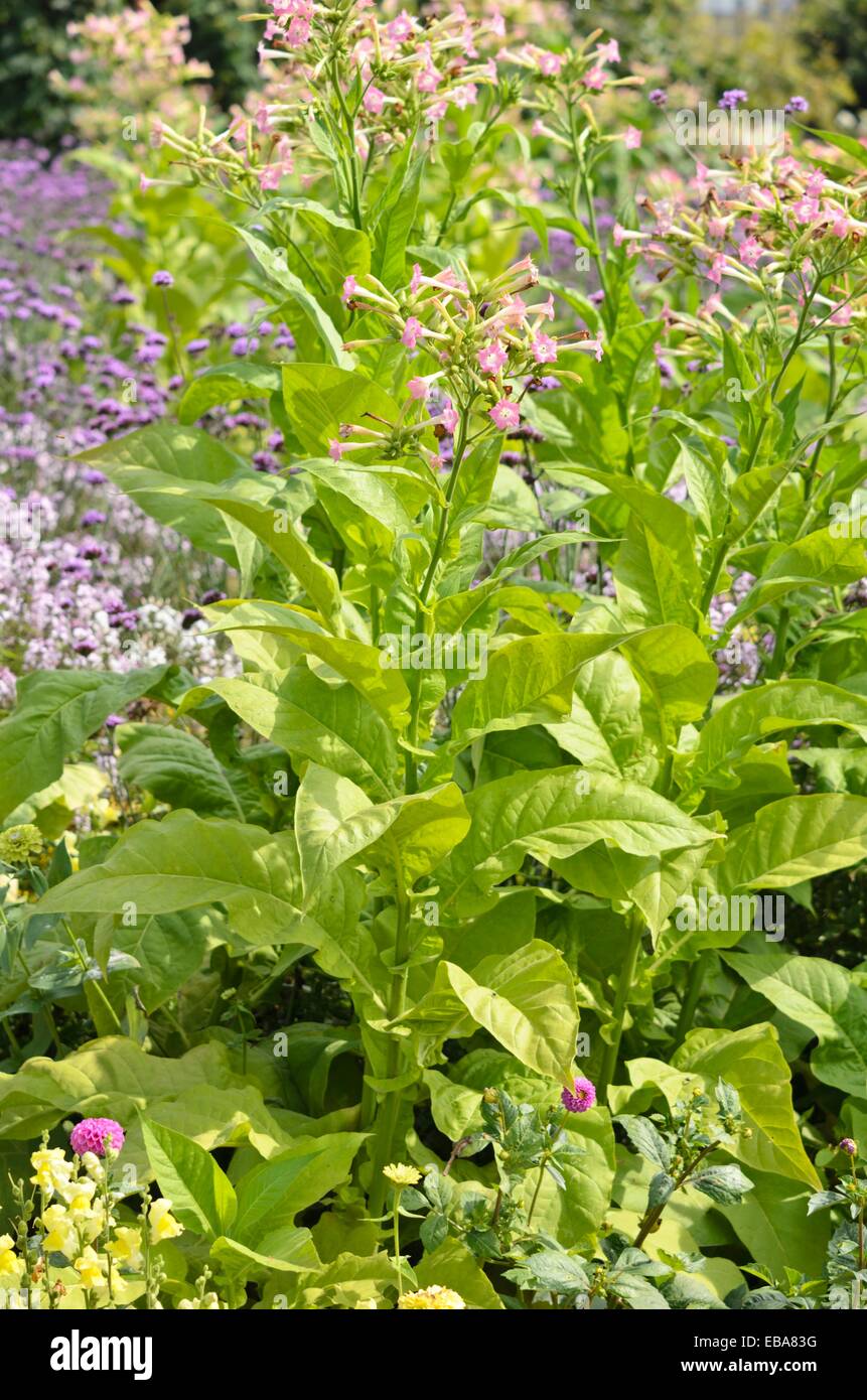 Blühende Tabak (Nicotiana sylvestris) Stockfoto