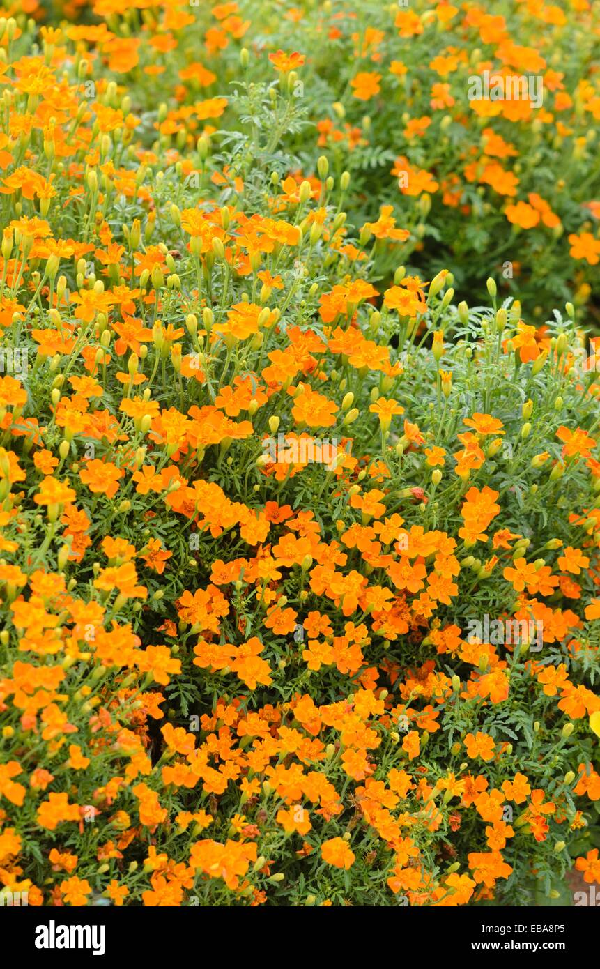 Signet studentenblume (Tagetes tenuifolia 'Carina') Stockfoto