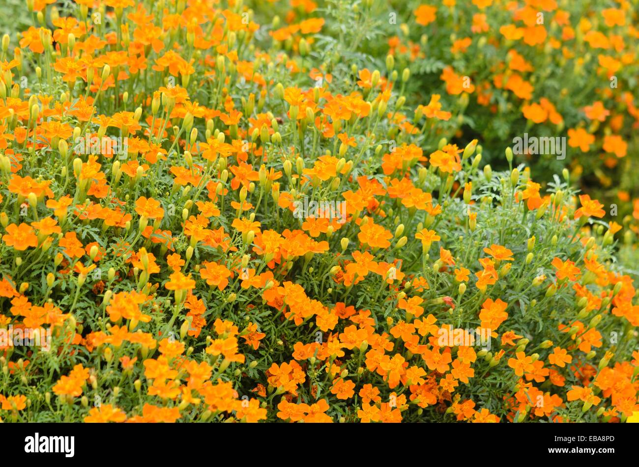 Signet studentenblume (Tagetes tenuifolia 'Carina') Stockfoto