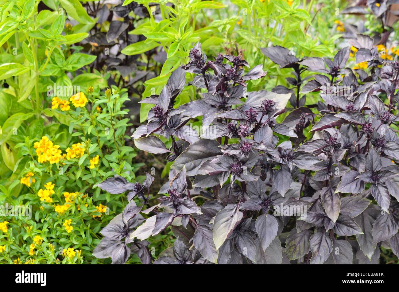 Basilikum (Ocimum Basilicum) Stockfoto