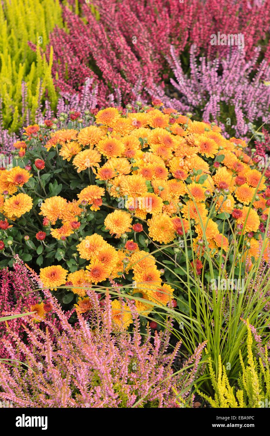 Chrysantheme (chrysanthemum) und gemeinsame Heidekraut (Calluna vulgaris) Stockfoto