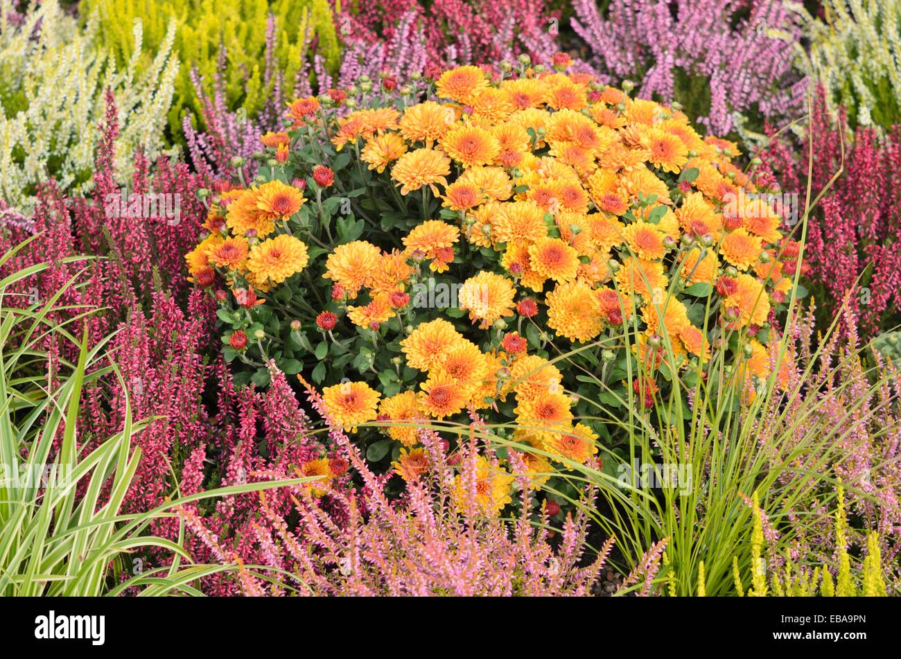 Chrysantheme (chrysanthemum) und gemeinsame Heidekraut (Calluna vulgaris) Stockfoto