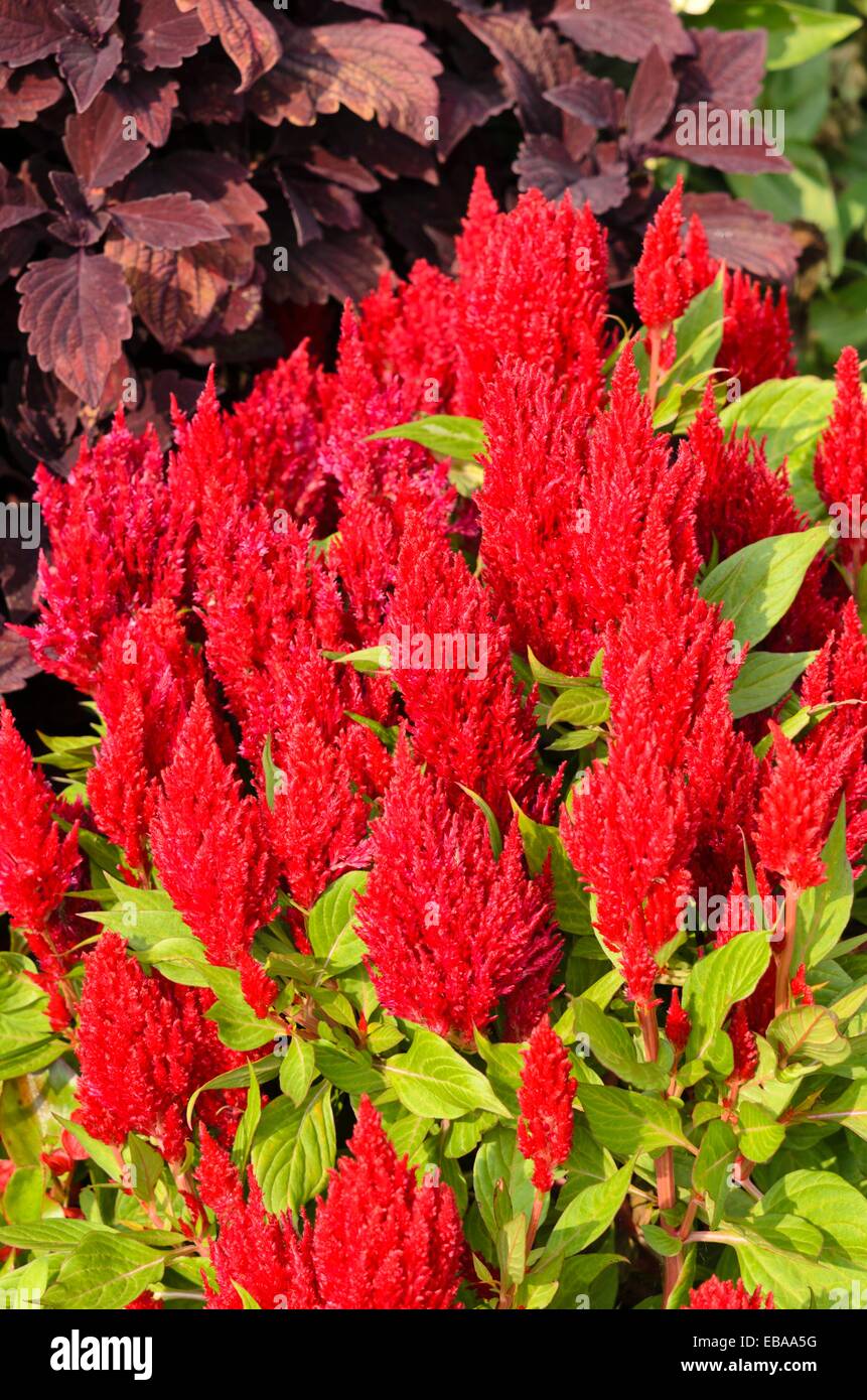 Hahnenkamm (Celosia Argentea var. Plumosa 'Frischen Look rot') Stockfoto