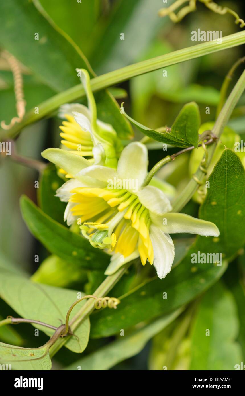 Zwei blühenden Passionsblume (passiflora Biflora) Stockfoto