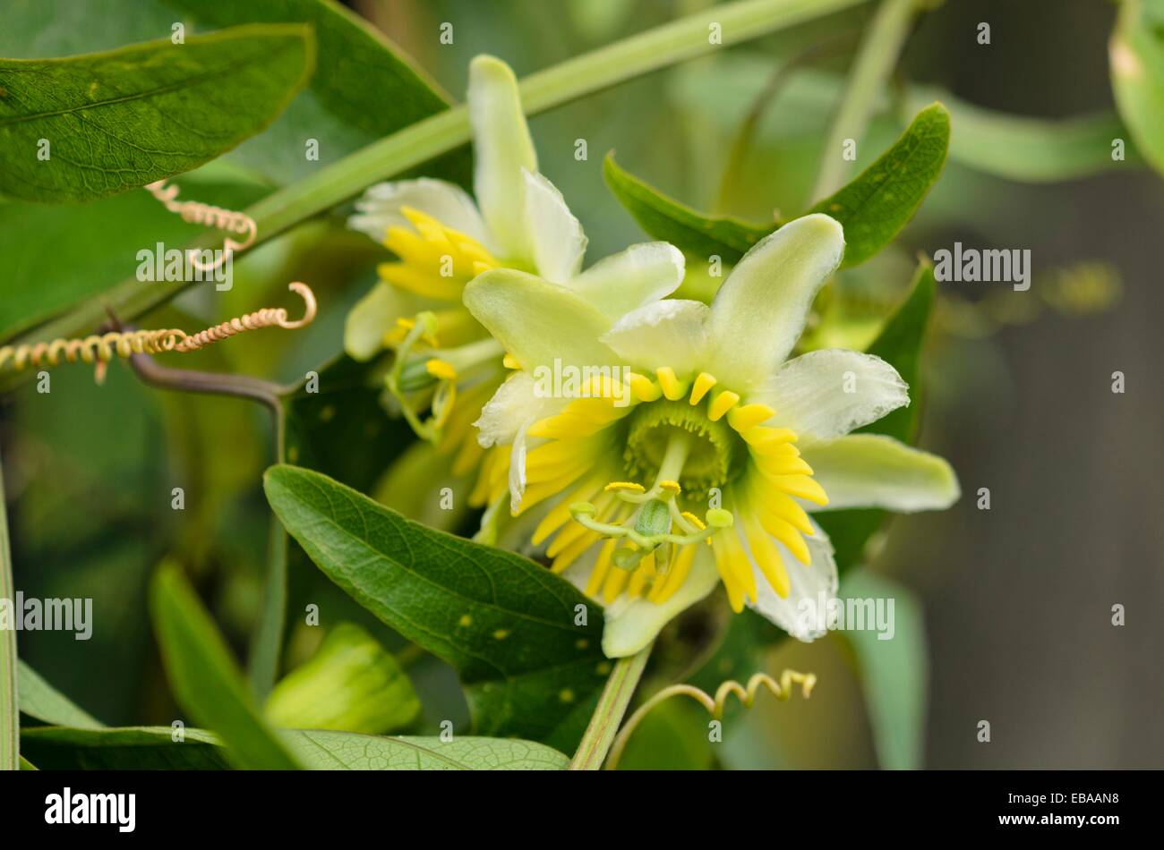Zwei blühenden Passionsblume (passiflora Biflora) Stockfoto