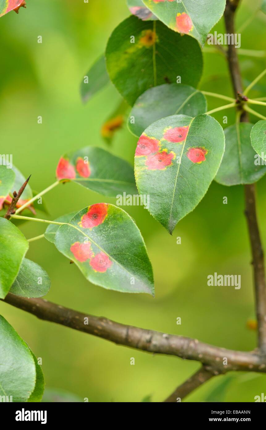 Europäische wild Birne (Pyrus pyraster) und Birne Rost (gymnosporangium fuscum Syn. gymnosporangium sabinae) Stockfoto