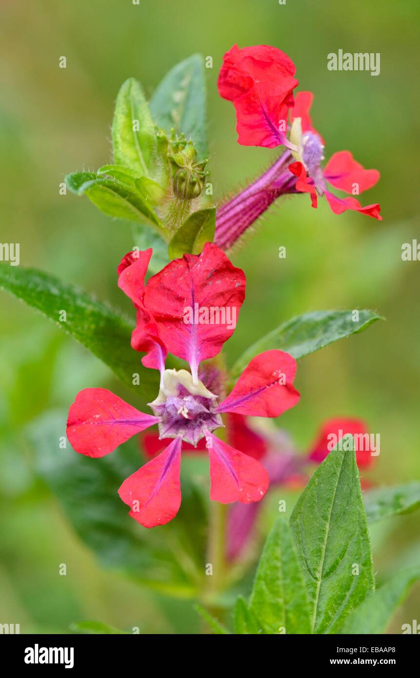 Cuphea x purpurea 'Firefly' Stockfoto