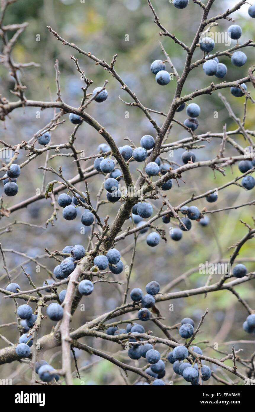 Schlehe (Prunus spinosa) Stockfoto