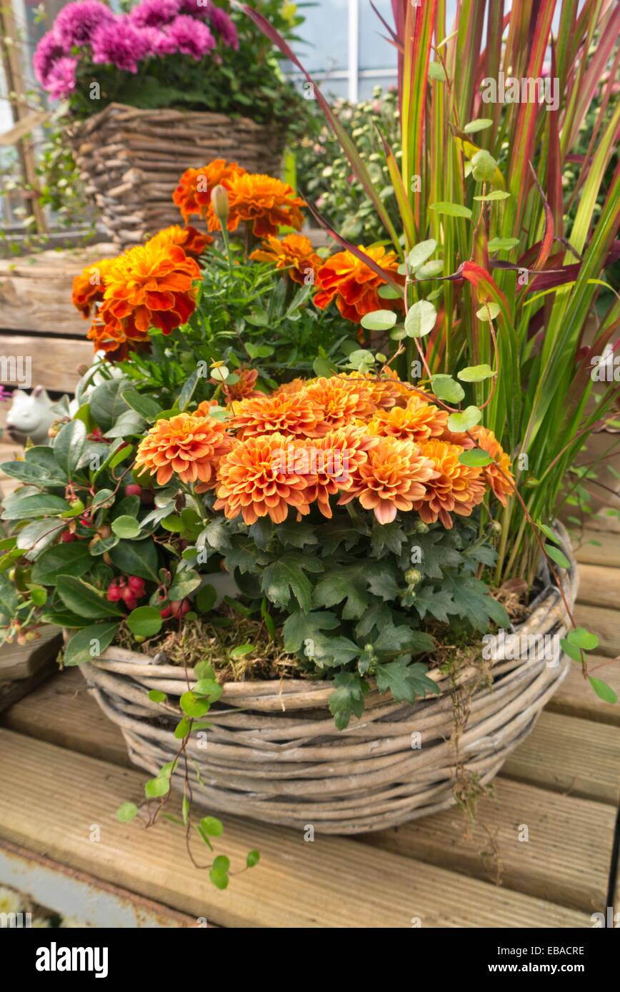 Chrysanthemen (Chrysanthemum), Tagetes (Tagetes) und japanische Blut Gras (Imperata cylindrica Red Baron' syn. Imperata cylindrica 'Rubra') Stockfoto