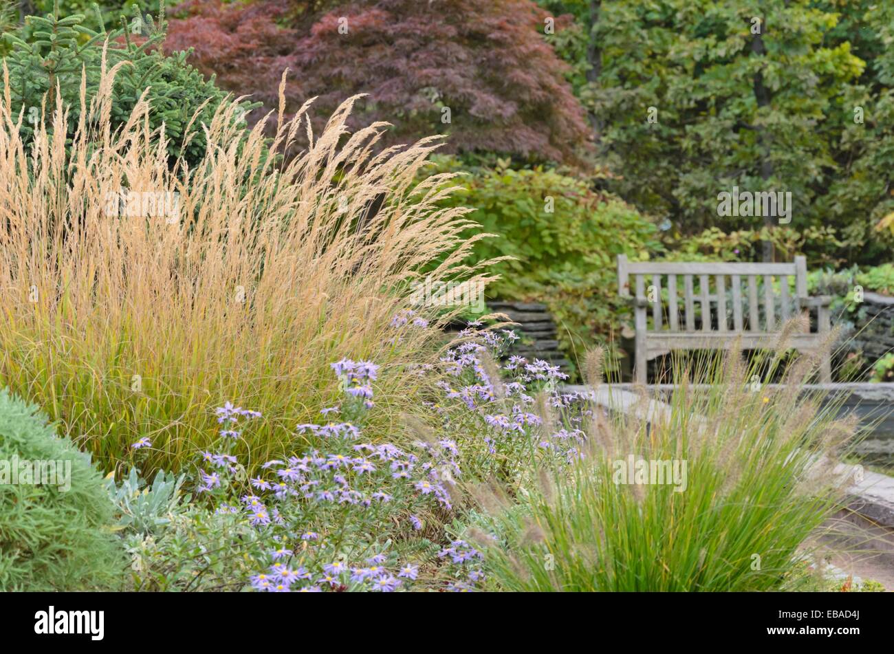 Pfahlrohr (calamagrostis x acutiflora 'Karl Foerster'), Astern (Aster) und Zwerg Brunnen Gras (Pennisetum alopecuroides) Stockfoto