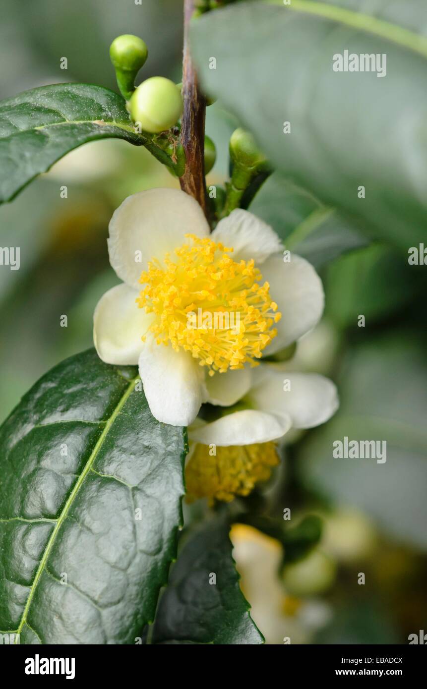 Teepflanze (Camellia sinensis) Stockfoto