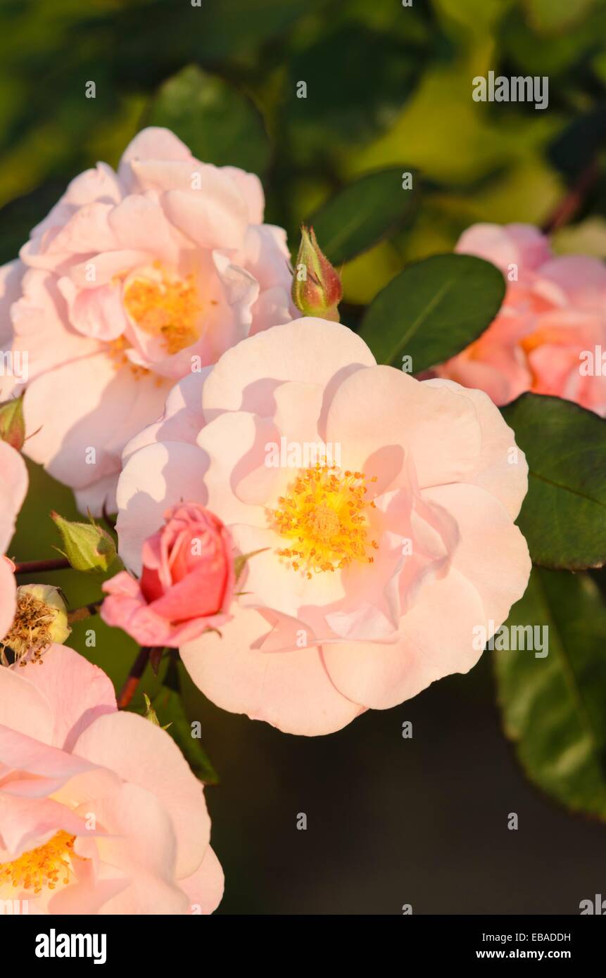 Klettern Rose (rosa Clair Matin) Stockfoto