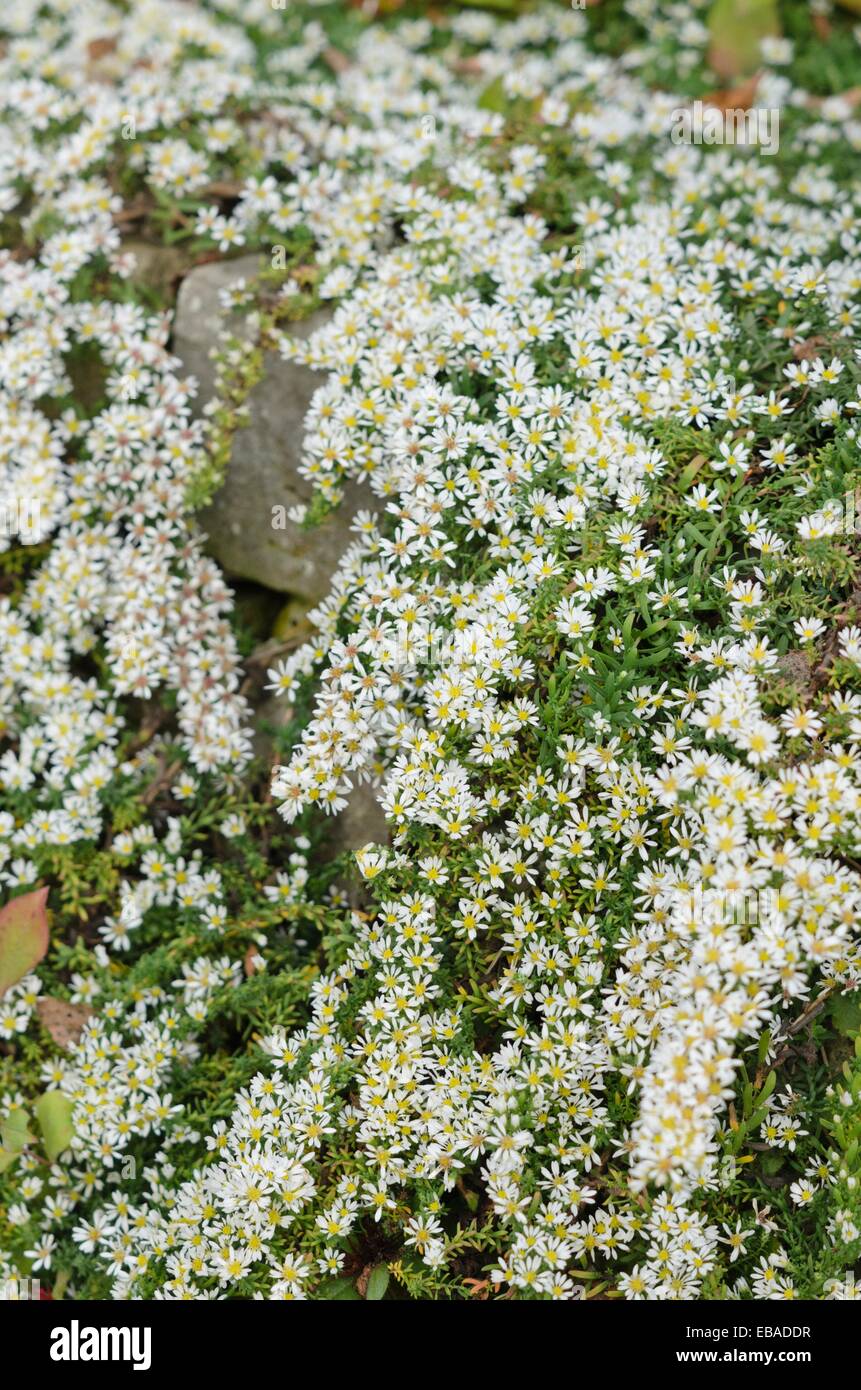 Heide Aster (Aster ericoides nowflurry') Stockfoto