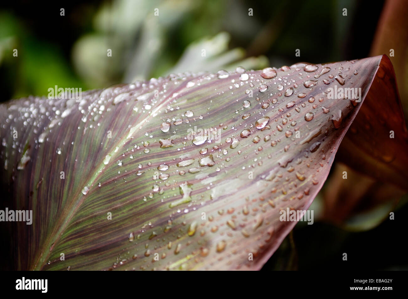 Wassertropfen auf Blatt Stockfoto