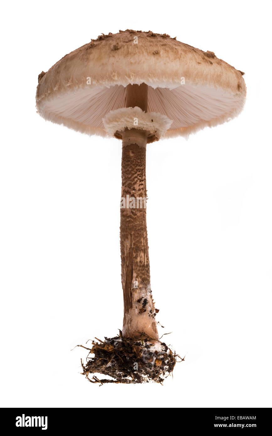 Parasol Pilz. Agaric Pilze des Geschäftsbereichs Basidiomycota. Stockfoto